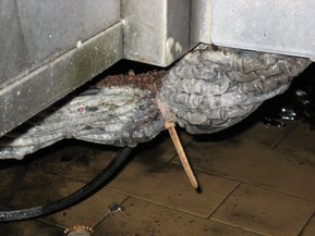 Eksempel på bruk av feil type kabel, som ikke har tålt det tøffe miljøet i næringsmiddelindustrien.